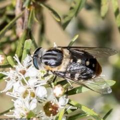 Scaptia (Scaptia) auriflua at Kowen, ACT - 10 Jan 2023