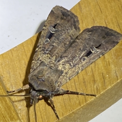 Agrotis infusa (Bogong Moth, Common Cutworm) at Jerrabomberra, NSW - 8 Jan 2023 by SteveBorkowskis