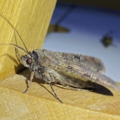 Agrotis infusa at Jerrabomberra, NSW - suppressed