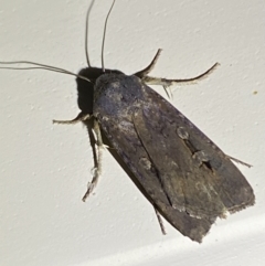 Agrotis infusa at Jerrabomberra, NSW - 8 Jan 2023