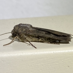 Agrotis infusa at Jerrabomberra, NSW - suppressed