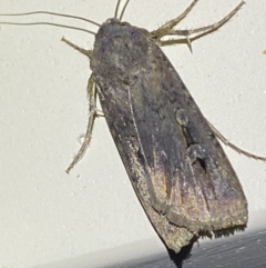 Agrotis infusa at Jerrabomberra, NSW - suppressed