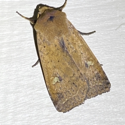 Diarsia intermixta (Chevron Cutworm, Orange Peel Moth.) at Jerrabomberra, NSW - 8 Jan 2023 by SteveBorkowskis