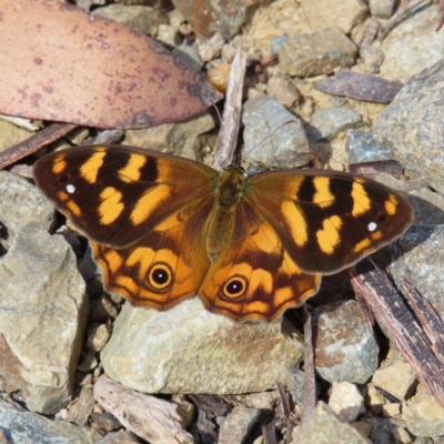 Heteronympha solandri (Solander's Brown) at Cotter River, ACT - 8 Jan 2023 by MatthewFrawley