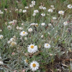 Leucochrysum alpinum (Alpine Sunray) at Cotter River, ACT - 8 Jan 2023 by MatthewFrawley