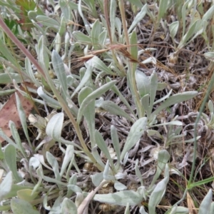 Leucochrysum alpinum at Cotter River, ACT - 8 Jan 2023 04:48 PM