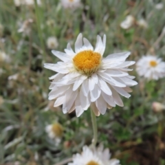 Leucochrysum alpinum at Cotter River, ACT - 8 Jan 2023 04:48 PM