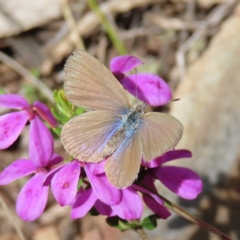 Zizina otis (Common Grass-Blue) at Cotter River, ACT - 8 Jan 2023 by MatthewFrawley