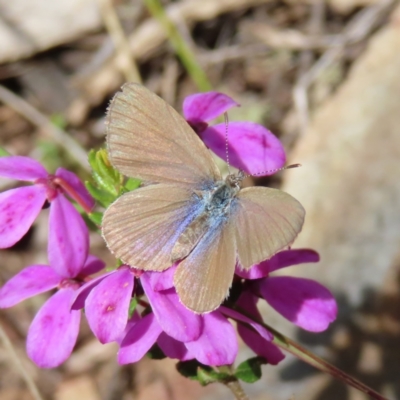 Zizina otis (Common Grass-Blue) at Cotter River, ACT - 8 Jan 2023 by MatthewFrawley