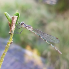 Austrolestes leda (Wandering Ringtail) at Kambah, ACT - 9 Jan 2023 by MatthewFrawley