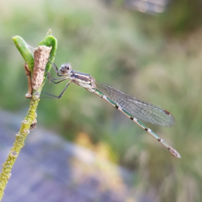 Austrolestes leda (Wandering Ringtail) at Kambah, ACT - 9 Jan 2023 by MatthewFrawley