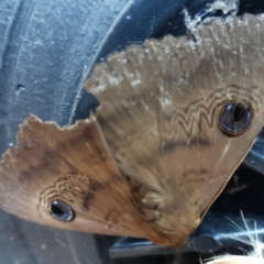 Dasypodia selenophora (Southern old lady moth) at Isaacs, ACT - 9 Jan 2023 by MatthewFrawley