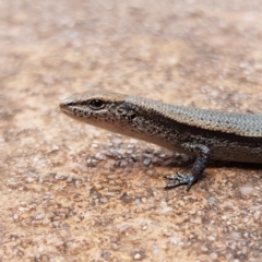 Lampropholis delicata (Delicate Skink) at Isaacs, ACT - 10 Jan 2023 by MatthewFrawley