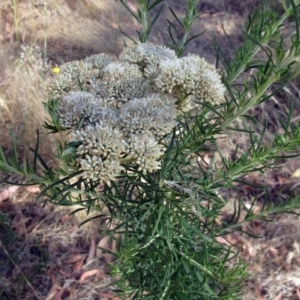 Cassinia aculeata subsp. aculeata at Hawker, ACT - 10 Jan 2023