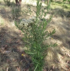 Cassinia aculeata subsp. aculeata at Hawker, ACT - 10 Jan 2023