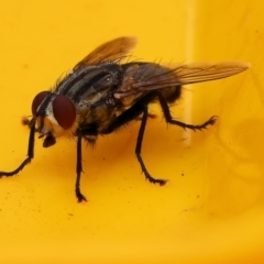 Unidentified True fly (Diptera) at Pambula Beach, NSW - 31 Dec 2022 by KylieWaldon
