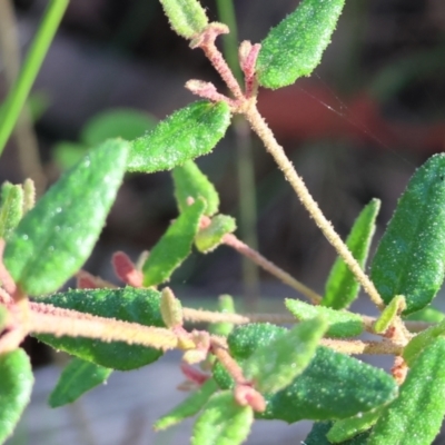 Correa reflexa (Common Correa, Native Fuchsia) at Pambula Beach, NSW - 27 Dec 2022 by KylieWaldon