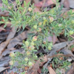 Hibbertia sp. at Pambula Beach, NSW - 28 Dec 2022 08:04 AM