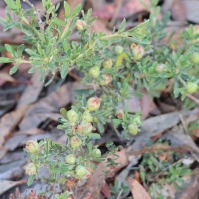 Hibbertia sp. (Guinea Flower) at Pambula Beach, NSW - 27 Dec 2022 by KylieWaldon