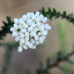 Ozothamnus diosmifolius (Rice Flower, White Dogwood, Sago Bush) at Pambula Beach, NSW - 28 Dec 2022 by KylieWaldon