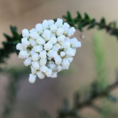 Ozothamnus diosmifolius (Rice Flower, White Dogwood, Sago Bush) at Pambula Beach, NSW - 28 Dec 2022 by KylieWaldon