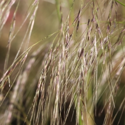 Austrostipa sp. (A Corkscrew Grass) at Pambula Beach, NSW - 27 Dec 2022 by KylieWaldon