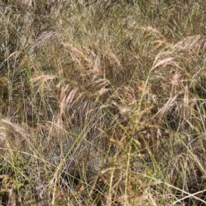 Austrostipa (genus) at Pambula Beach, NSW - 28 Dec 2022 08:10 AM