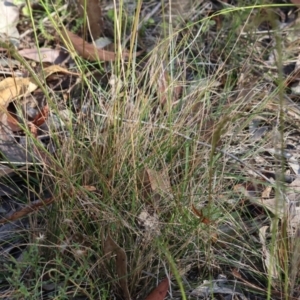 Austrostipa (genus) at Pambula Beach, NSW - 28 Dec 2022 08:10 AM