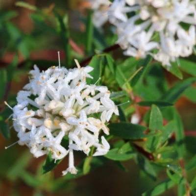 Pimelea sp. (Rice Flower) at Pambula Beach, NSW - 27 Dec 2022 by KylieWaldon