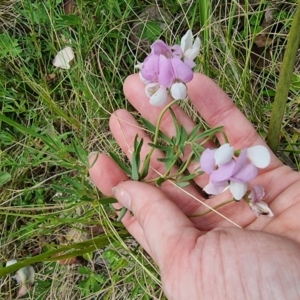 Lotus australis at Tennent, ACT - 10 Jan 2023 01:47 PM