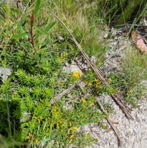 Persoonia chamaepeuce at Tennent, ACT - 10 Jan 2023