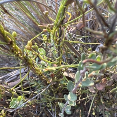 Cassytha pubescens (Devil's Twine) at Aranda, ACT - 10 Jan 2023 by lbradley