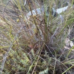 Cassytha pubescens at Aranda, ACT - 10 Jan 2023