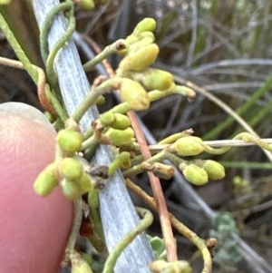 Cassytha pubescens at Aranda, ACT - 10 Jan 2023 07:35 PM