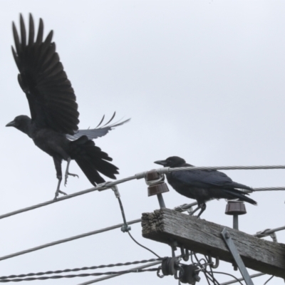 Corvus coronoides (Australian Raven) at Higgins, ACT - 31 Dec 2022 by AlisonMilton