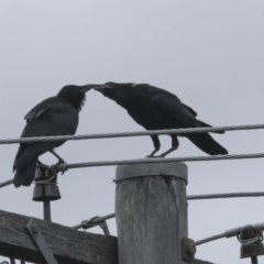 Corvus coronoides at Higgins, ACT - 31 Dec 2022