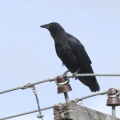 Corvus coronoides at Higgins, ACT - 31 Dec 2022