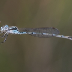 Austrolestes leda (Wandering Ringtail) at Hawker, ACT - 1 Jan 2023 by AlisonMilton