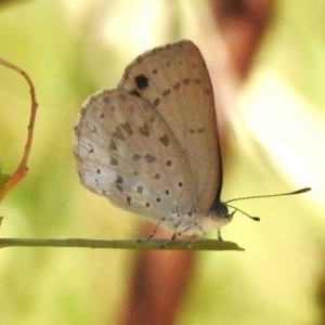 Erina hyacinthina at Acton, ACT - 9 Jan 2023