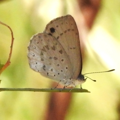 Erina hyacinthina (Varied Dusky-blue) at Acton, ACT - 9 Jan 2023 by JohnBundock