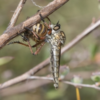 Zosteria sp. (genus) (Common brown robber fly) at Hawker, ACT - 2 Jan 2023 by AlisonMilton