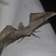 Circopetes obtusata (Grey Twisted Moth) at Higgins, ACT - 24 Dec 2022 by AlisonMilton