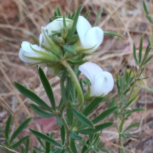 Lotus australis at Kambah, ACT - 10 Jan 2023 08:00 PM