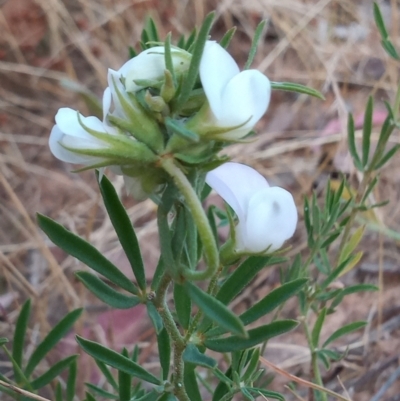 Lotus australis (Austral Trefoil) at Kambah, ACT - 10 Jan 2023 by michaelb