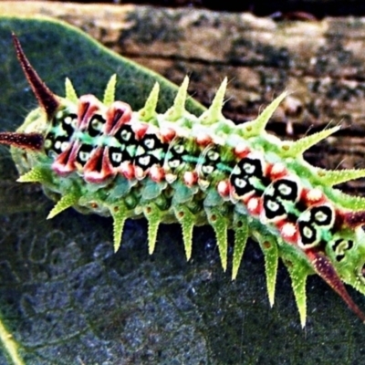 Doratifera quadriguttata (Four-spotted Cup Moth) at Crooked Corner, NSW - 5 Mar 2011 by Milly