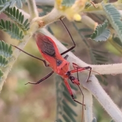 Gminatus australis (Orange assassin bug) at Paddys River, ACT - 2 Jan 2023 by MichaelBedingfield