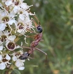 Myrmecia nigriceps (Black-headed bull ant) at Jerrabomberra, NSW - 10 Jan 2023 by Steve_Bok