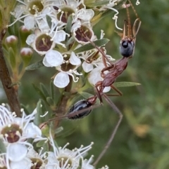 Myrmecia nigriceps at Jerrabomberra, NSW - 10 Jan 2023 07:17 PM