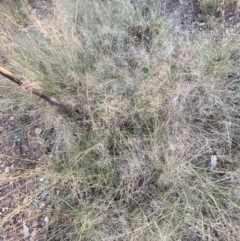 Eragrostis curvula (African Lovegrass) at Jerrabomberra, NSW - 10 Jan 2023 by Steve_Bok