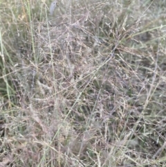 Eragrostis curvula at Jerrabomberra, NSW - 10 Jan 2023